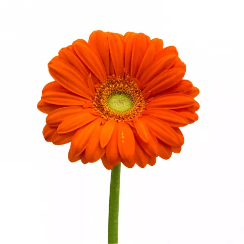 category_image